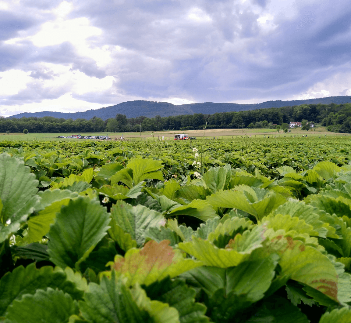 Image du champ